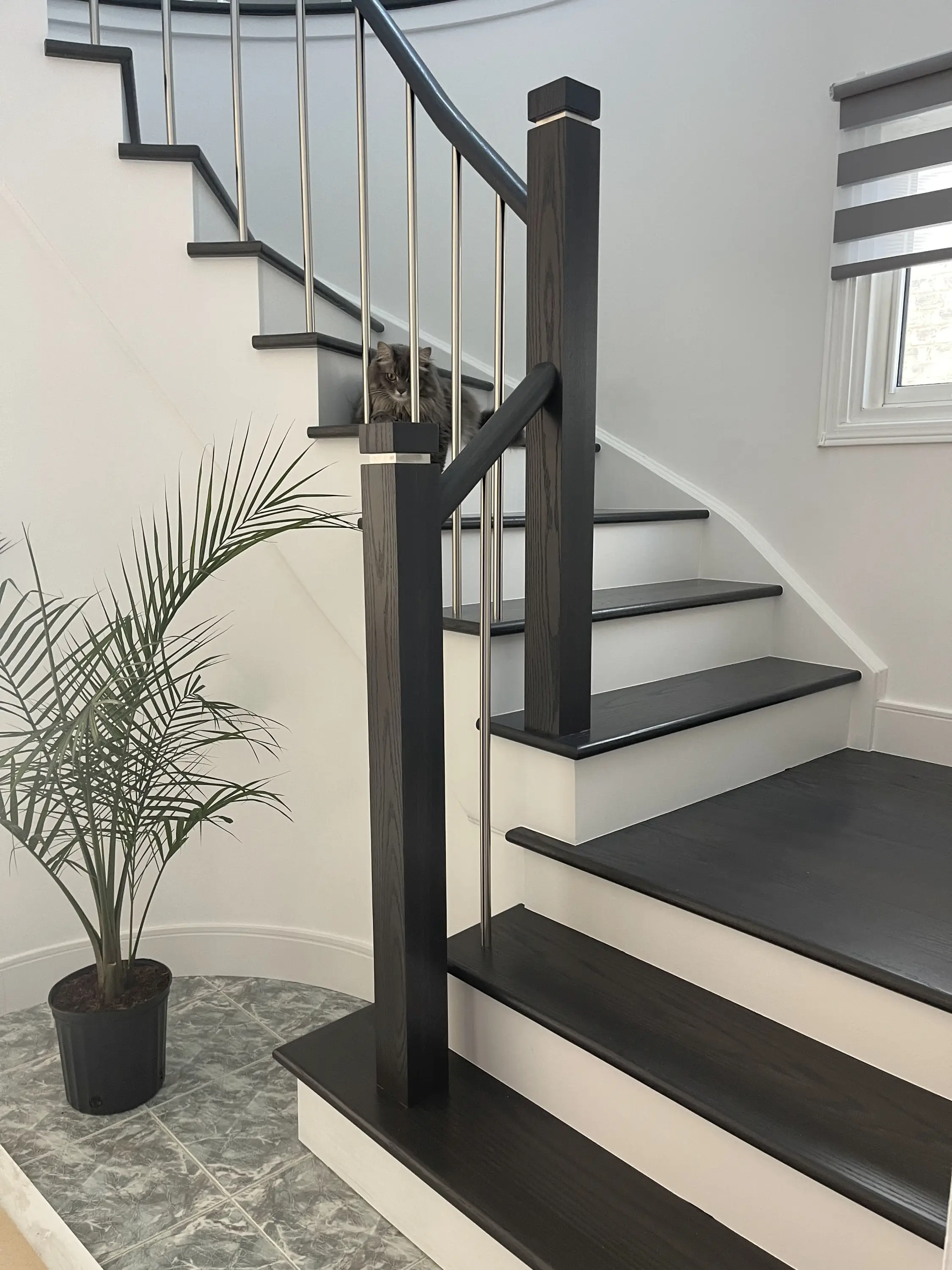 A staircase with dark wood steps, white risers, and stainless steel balusters, with a cat lounging on the steps and a potted plant nearby.